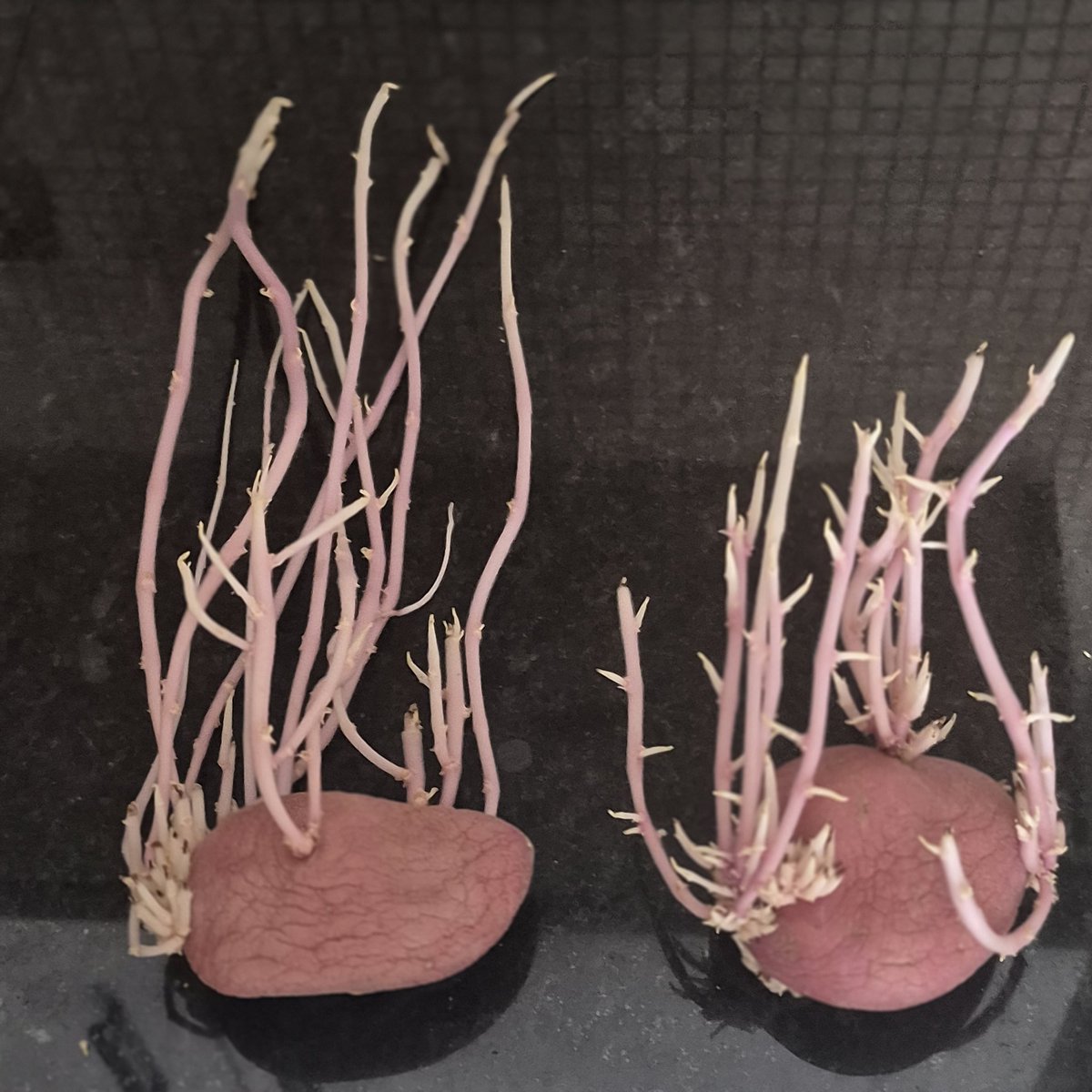 eva_joy1's tweet photo. When life gives you sprouted potatoesโฆ frame them. ๐ผ๏ธ๐ฅ #GalleryWorthy https://t.co/1HhmRrNMCH