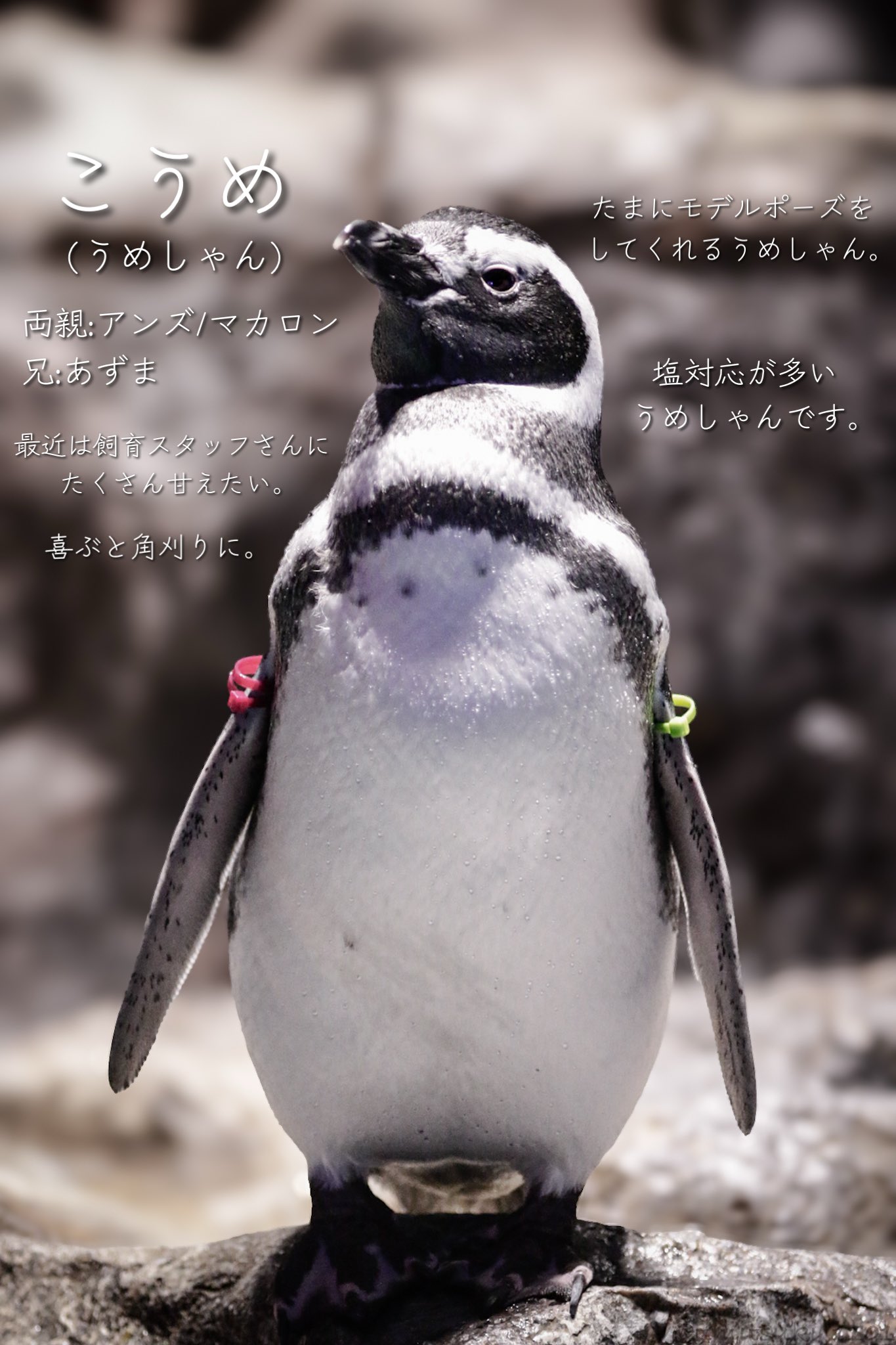 すみぺんページ umitsuki on X: 