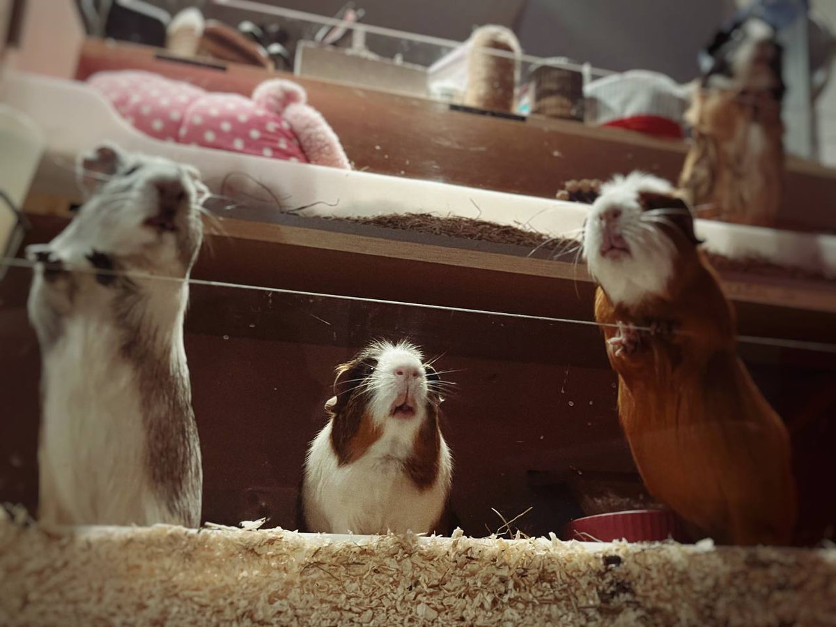 они сфотографировались на обложку своего нового альбома в стиле христианский рок.