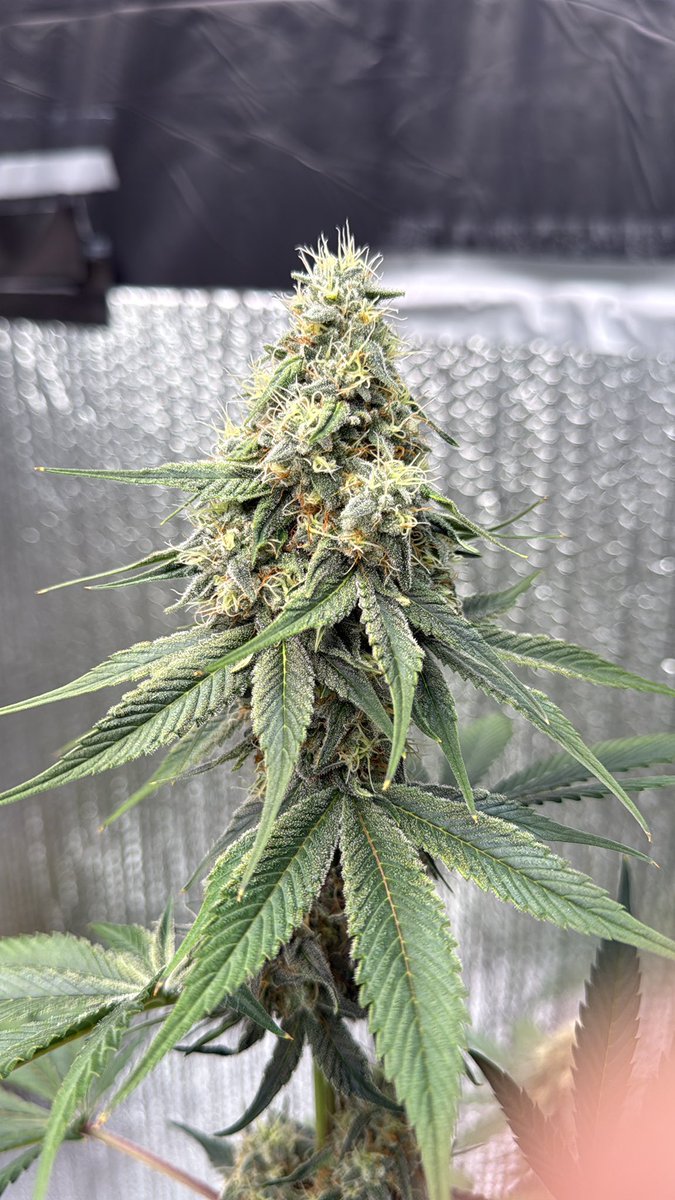 IntKannabia's tweet image. #Kannabia&apos;s GSC 

📷: @hankmyers420 Thanks!! ✅️🤩🎉🌿💚

kannabia.com/marijuana-seed…

Fem ♀️
F1 Durban x OG Kush.
Sativa dominant hybrid.
#USAGenetics 🇺🇸🗽

#cannabisculture #cannabisgrowers #KannabiaSeeds