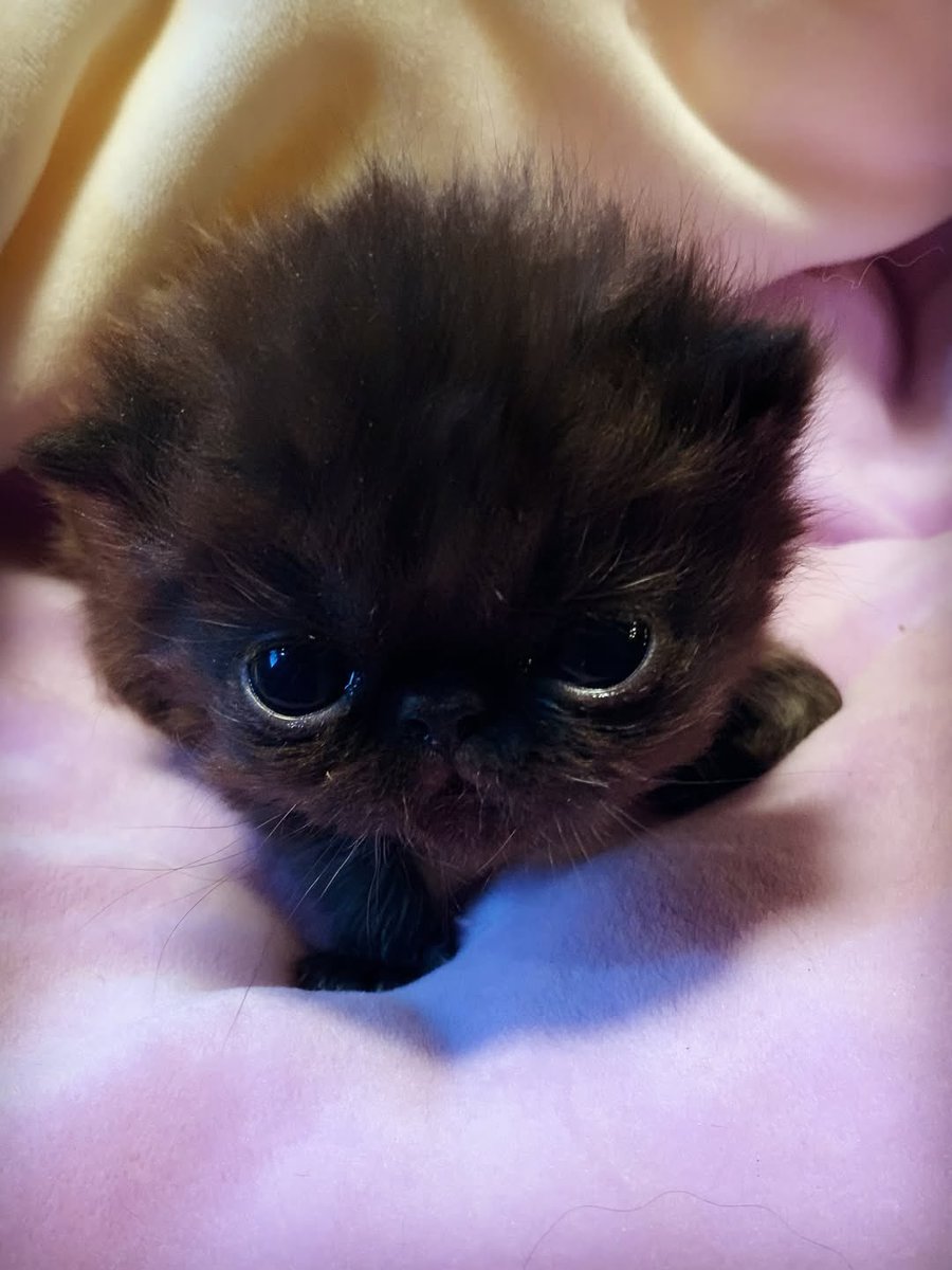 visualscat's tweet image. 