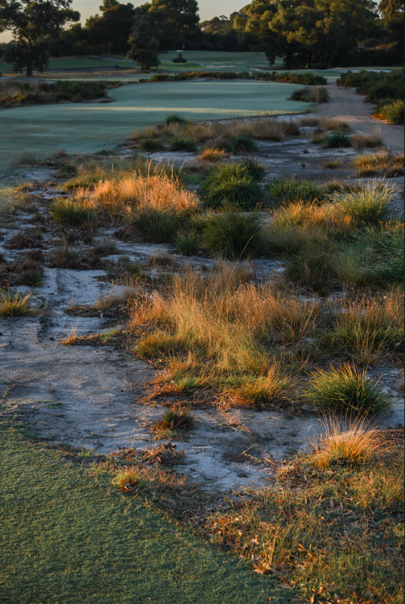 CommonwealthGC's tweet photo. The heathland that borders our routing is a distinctive feature of Commonwealth. They shape play, punishing wayward shots while still allowing recovery options. As spring arrives, wildflowers begin to bloom, adding colour and texture to the roughs and surrounds. https://t.co/dQFNmXzVIs