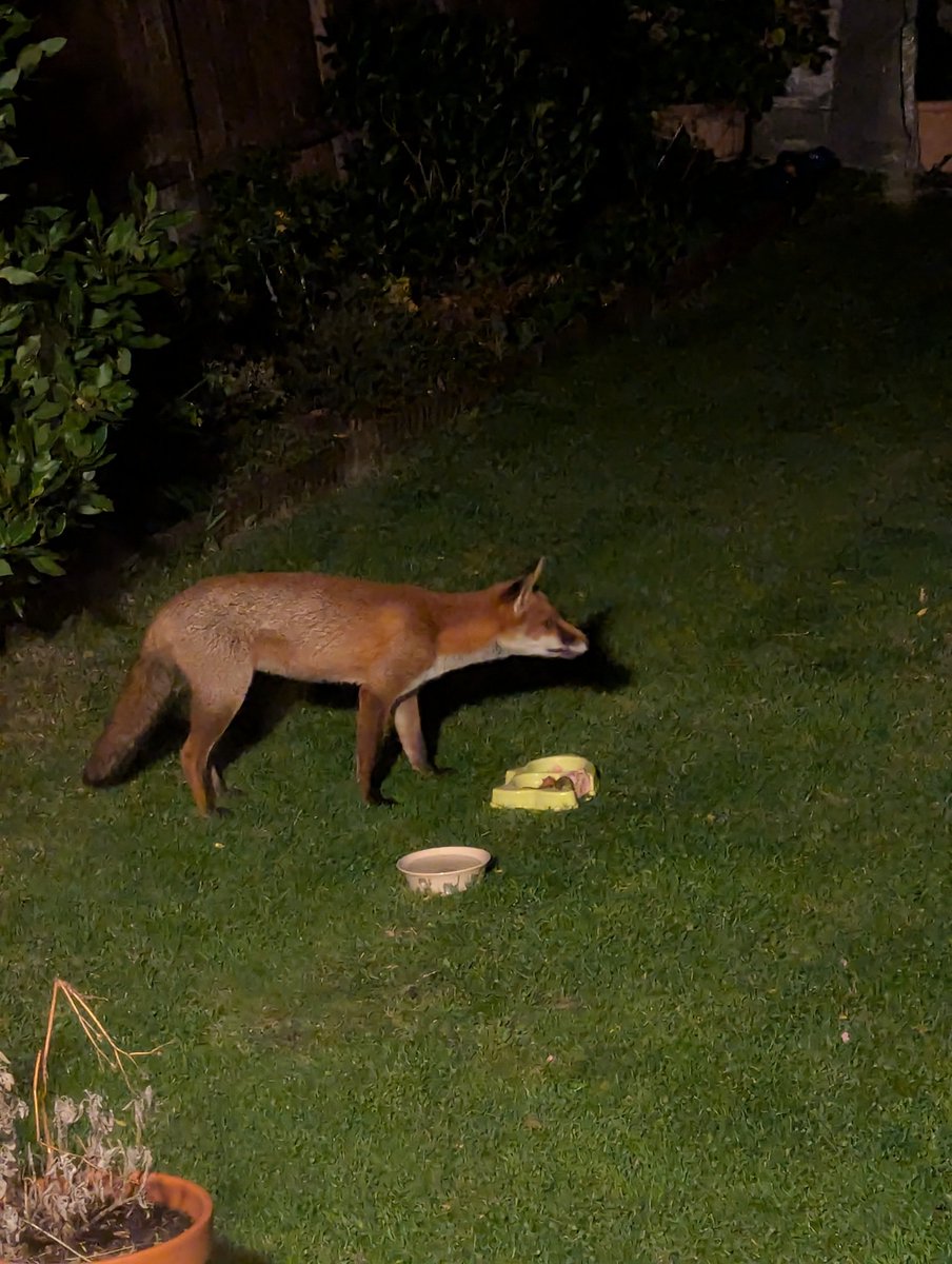 It would appear that after fox dispersal season Rodney has stayed and claimed this as his territory. I've not seen Blanche for over a week now 😢