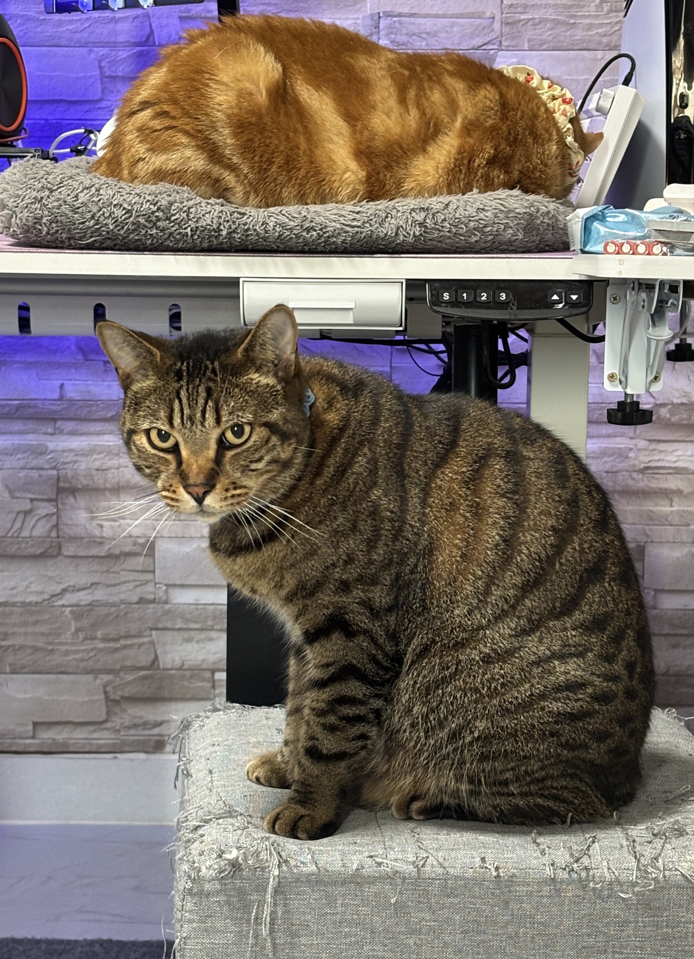 ちぴねこ 91YheSpjCkL._UF350,350_QL50_.jpg
