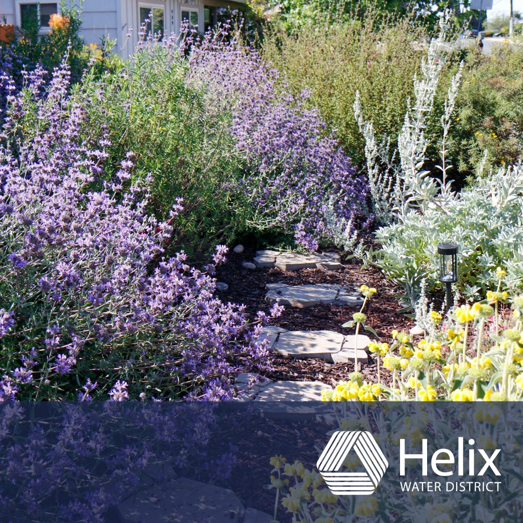 helixwater's tweet photo. 💧 Looking for garden inspiration?

Check out our 2025 WaterSmart Landscape Contest Winner! 🌿✨ See how they turned a tired lawn into a stunning, water-wise showstopper.

Visit https://t.co/Al3hrNseWv to learn more!

#WaterSmart #LandscapeContest #DroughtTolerant https://t.co/5TdapLfTQF