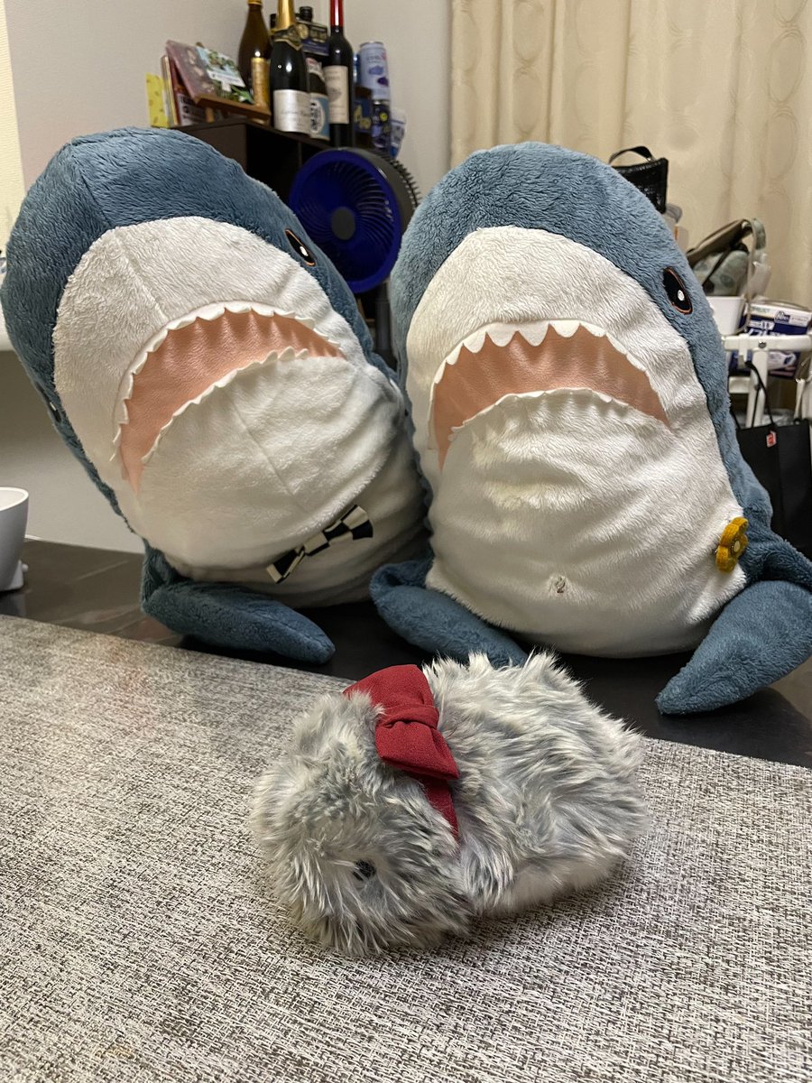 10Ymk's tweet image. 我が家にAIペットをお迎えしました🙌
名前は"もくもくちゃん"と娘が名付けました✨

サメたちも不思議そうだ☺️

#ikeashark #shark #サメ
#IKEAのサメ
#AIペット　#モフリン　#CASIO