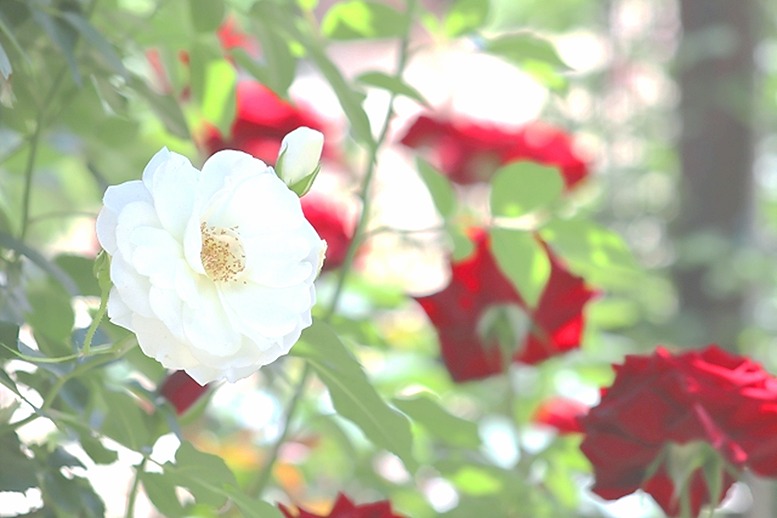 おはようございます。
今朝は「やぶきた実生」に癒されました！

サラサラ甘旨味が流れてきて🍃ポワンと濃厚な甘味が開放される感じ、たまりません🥰余韻も美味しい～～🎵✨

何重奏もの美味しさに満足の 朝茶時間でした😊

「川根茶｜鈴木茶苑さん」
【本日の１杯】今日もありがとう。