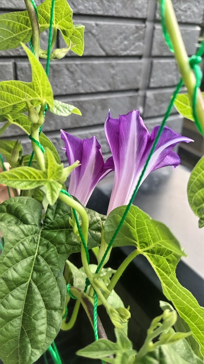 6月初旬に種をまいて、やっっっっっとこさ咲いてくれた😂
半ば諦めていたけど、9月の中旬になってやっと朝顔が咲くって、やっぱり暑すぎたんかな🥲