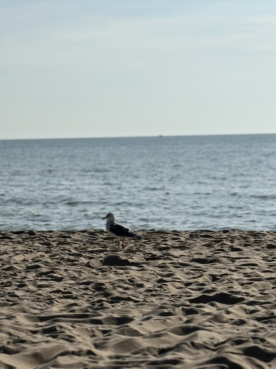 karrie_joy's tweet photo. Some days deserve to end at the beach!!! And today earned it…..twice!!! Wow……what a day! ☀️
#FDW
#THISeveryday
#hellofaview
#myfavoritespots
#chooseyou
#choosehappy https://t.co/gS9mUpeeJQ