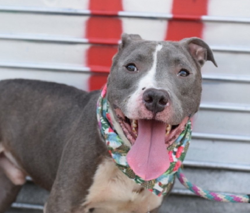 💔Spice💔
#NYCACC #233570 2y
▪️To Be Killed: 9/18💉 

Precious sweetie's💔, in scary shelter.
Initially fearful, significantly warmed, see vid in reply.
Here 2 long, pancakes, refuses 2 go back into tiny cell.
Who cld blame him!
And as touch sensitive, who knows all endured!