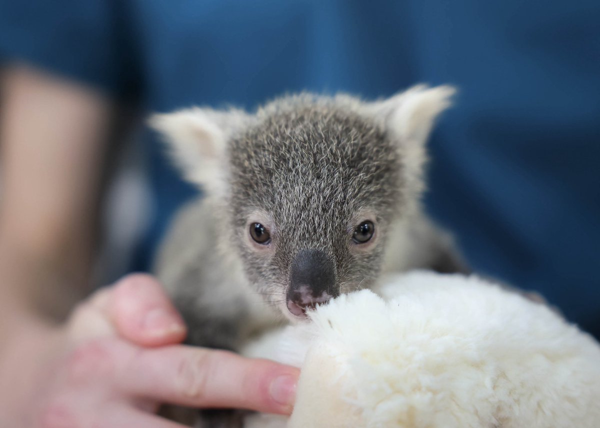 From orphaned joeys to injured eagles, none of our lifesaving work would be possible without YOU — our incredible supporters.🐨💚

Your generosity powers the Australia Zoo Wildlife Hospital and helps protect wildlife around the world. Every donation, every share, every kind word
