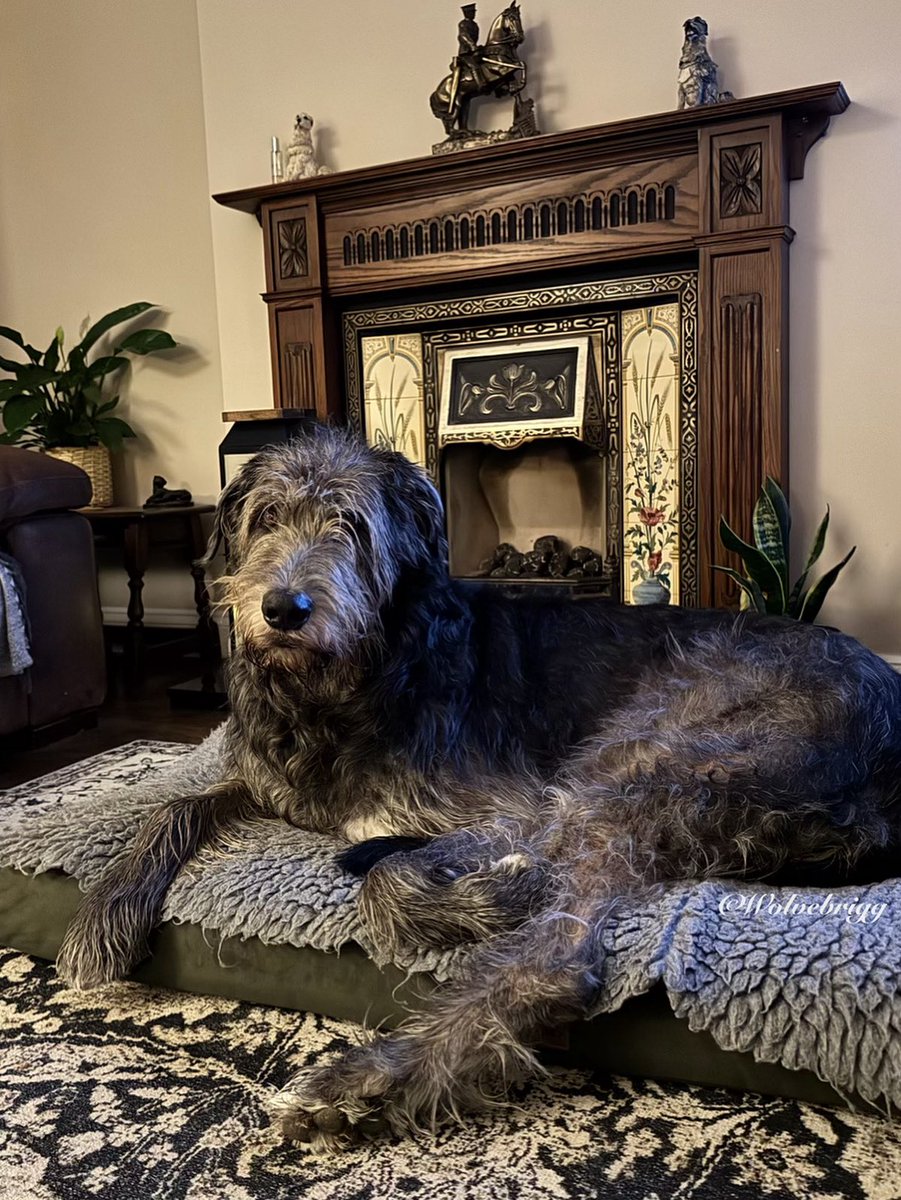 Wolvebrigg Irish Wolfhounds (@wolvebrigg) on Twitter photo Domhnall💙
#IrishWolfhound #dogs #DogsofX Domhnall💙
#IrishWolfhound #dogs #DogsofX