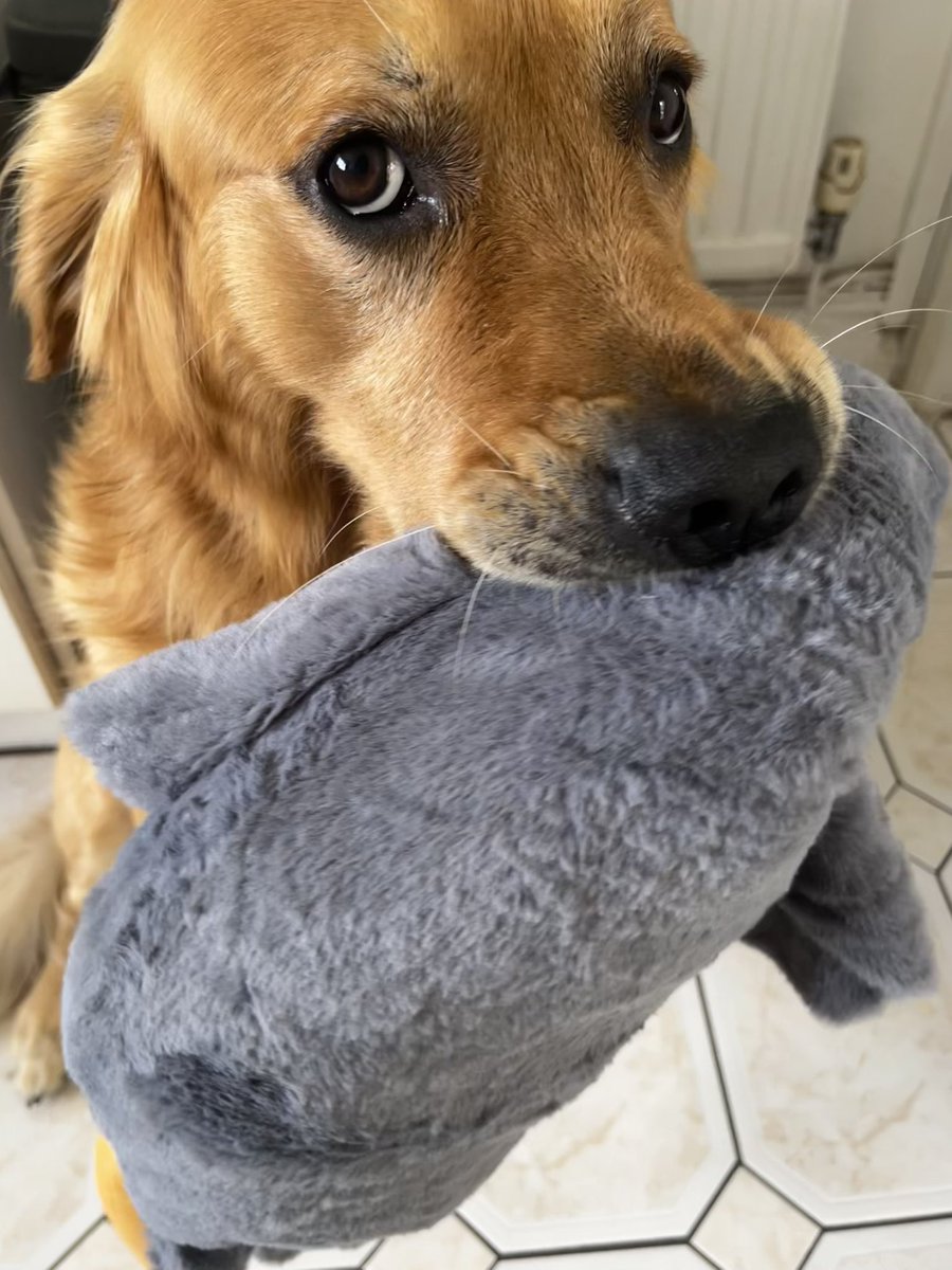 Dylan is 3 years old today 🥰