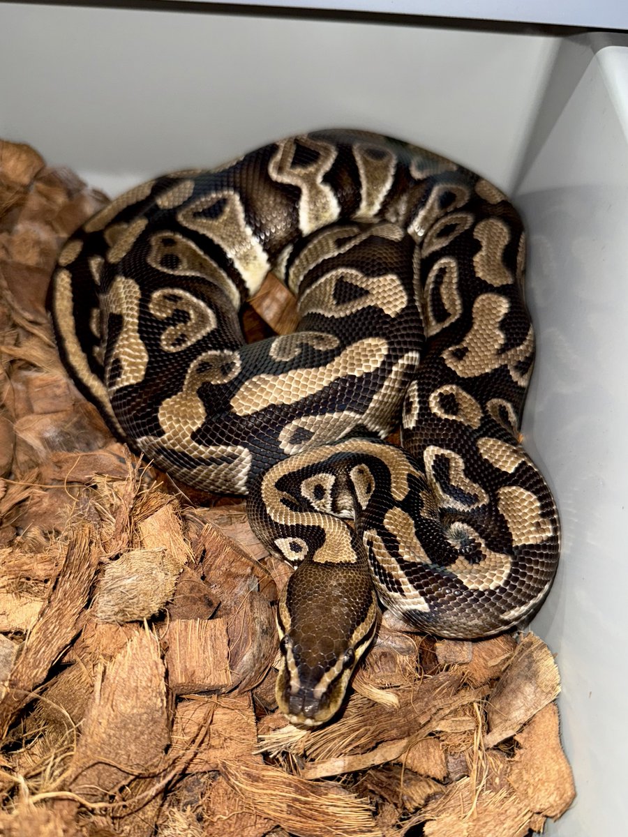 もけ’s SHOP@値下げ交渉可☺️ 06shockwave (@06shockwave) / X