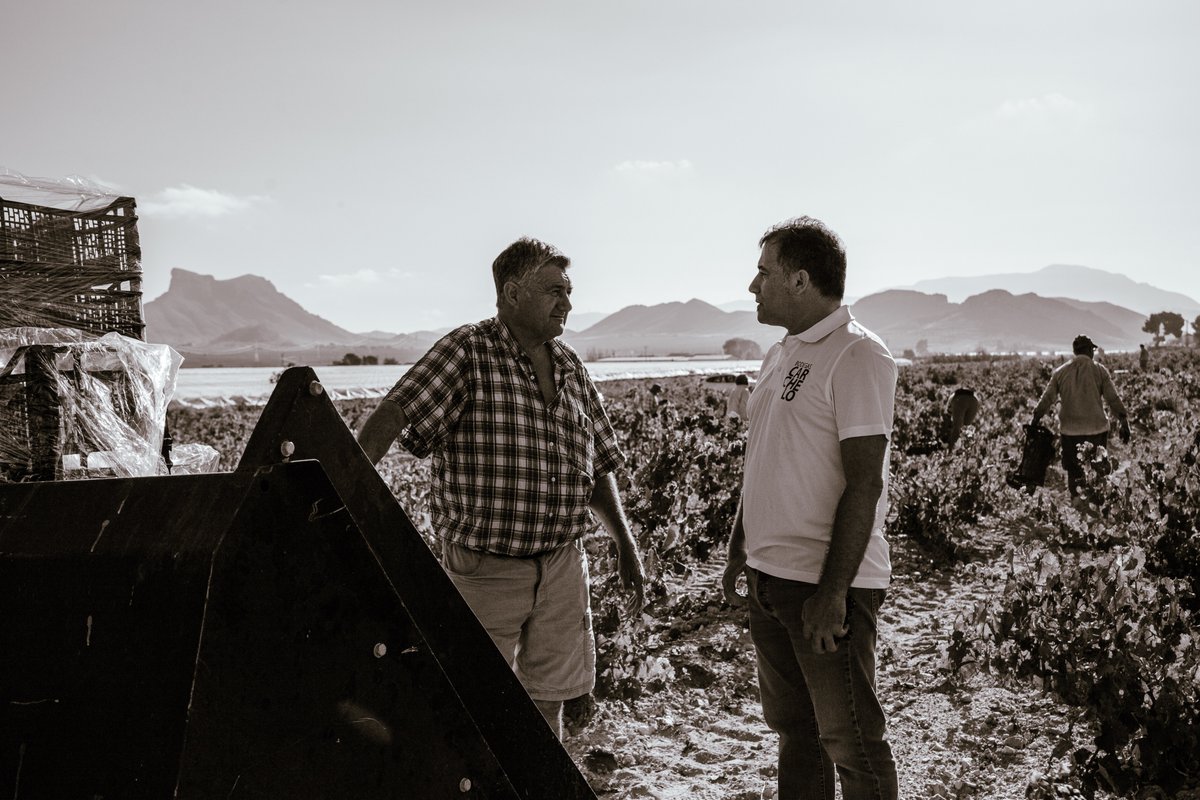 La vendimia no tiene prisa.
Se hace suave, despacio.
Con la calma que merece lo importante.

#Carchelo #SierradelCarche #Jumilla