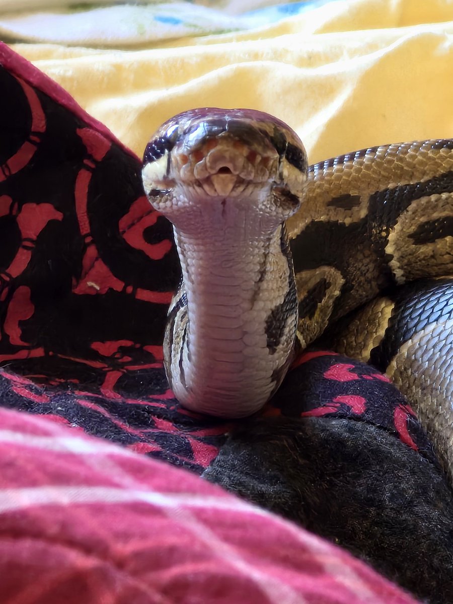SerpentEmpress_'s tweet image. My beautiful baby boy, Harley 💚🐍 #ballpython #royalpython #snake