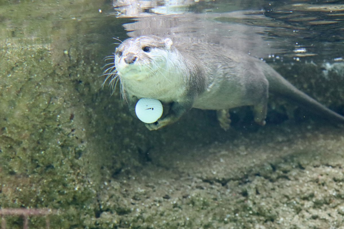 「想い出は何時も…🙏」

想い出っていつで優しいものですね
4年前の9月神戸,王子で撮影した写真を見た瞬間目頭が熱くなりました😢
タンタンさん,サクラさん,みゆきちゃん,シシマル君…みんな揃いも揃って😭
空の上から王子の仲間達を守ってくれていますか🙏
ころころさんがお世話になってます🙇‍♀️