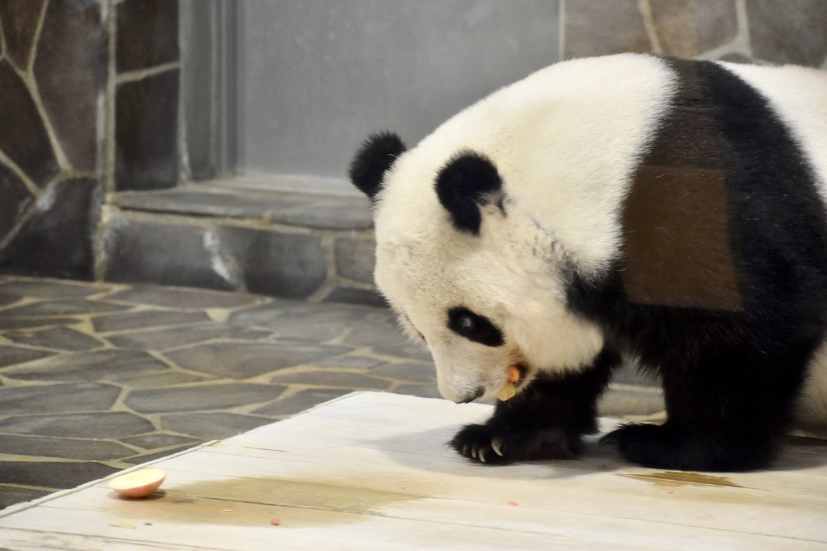 ダラダラ ぱんだ (@zWxmCBXIFixNoMg) / Posts / X