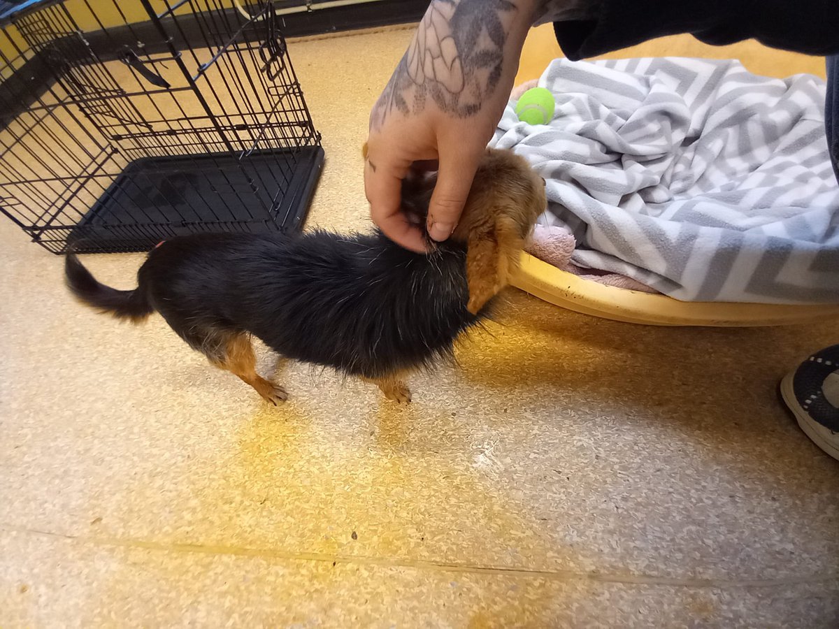 Male chihuahua type found in Newbuildings.

📍 If this is your dog, please contact our Dog Control Service directly:
📞 028 71 253 253
📱 OOH: 07734 128096

Proof of ownership is required.

ℹ️ bit.ly/3vuSmGp

🦴 Please share to help reunite him with his owner! 💛