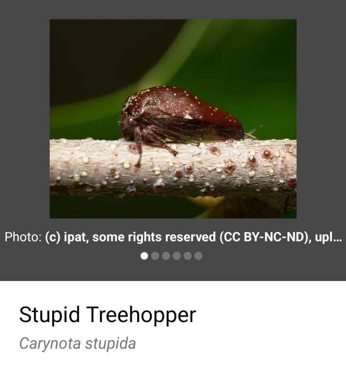 weekly thread of funny bug names