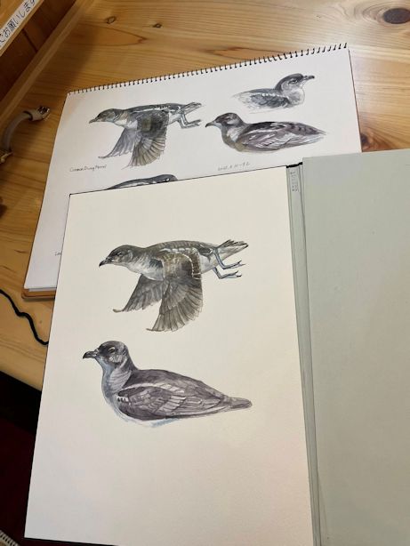 haiiromizunagi's tweet photo. いつもの所ⅠとⅡで #モグリウミツバメ #DivingPetrel #Pelecanoides を #大人の鉛筆 で下描き #水彩 で着色‥続けて #ウォーターバック #Waterbuck #Kobus #Hippotraginae を #大人の鉛筆 で #スケッチ #ドローイング T先生の指摘事項に従って描き直し‥共に明日は次の頁に移る予定。進みが解り辛い‥ https://t.co/OmpEKQ0k3C