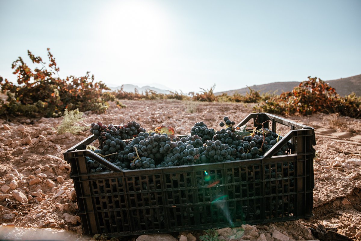 Bodegas Carchelo tweet media