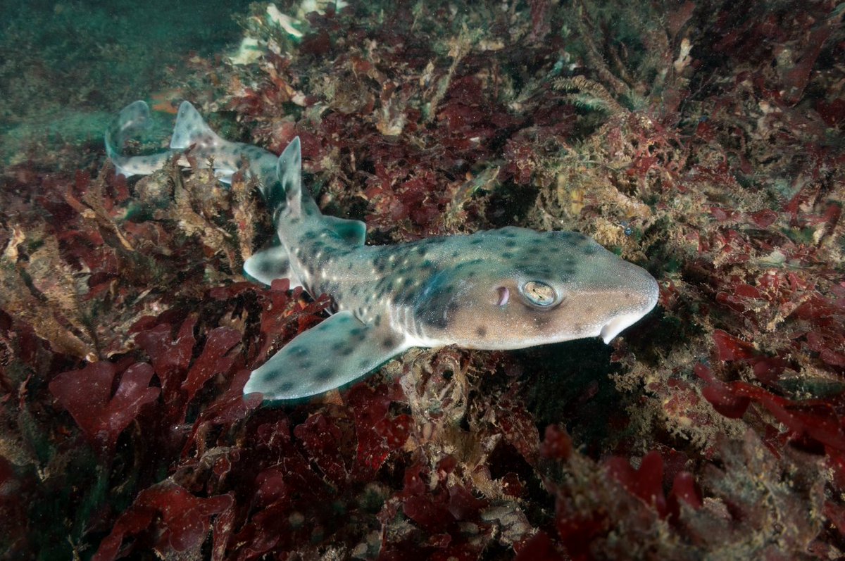 🌊La Fundación Oceanósfera presentó, "Tiburones, rayas y quimeras de Chile"🦈, la primera obra ilustrada que incluye todas las especies de peces cartilaginosos (condrictios) registradas en Chile.

😮Informate sobre el evento aquí👉 ow.ly/Htvw50WXIoK