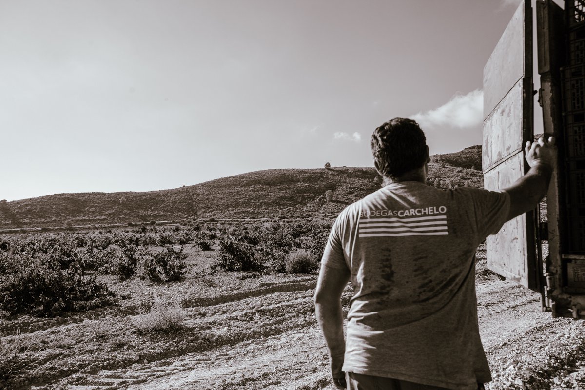 Vendimia 2025. Intensa, precisa y con muy buena calidad de uva.

#Carchelo #SierradelCarche #Jumilla