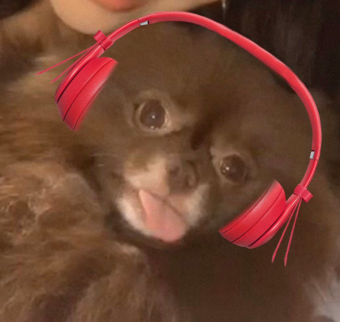KING KUMA tweet media