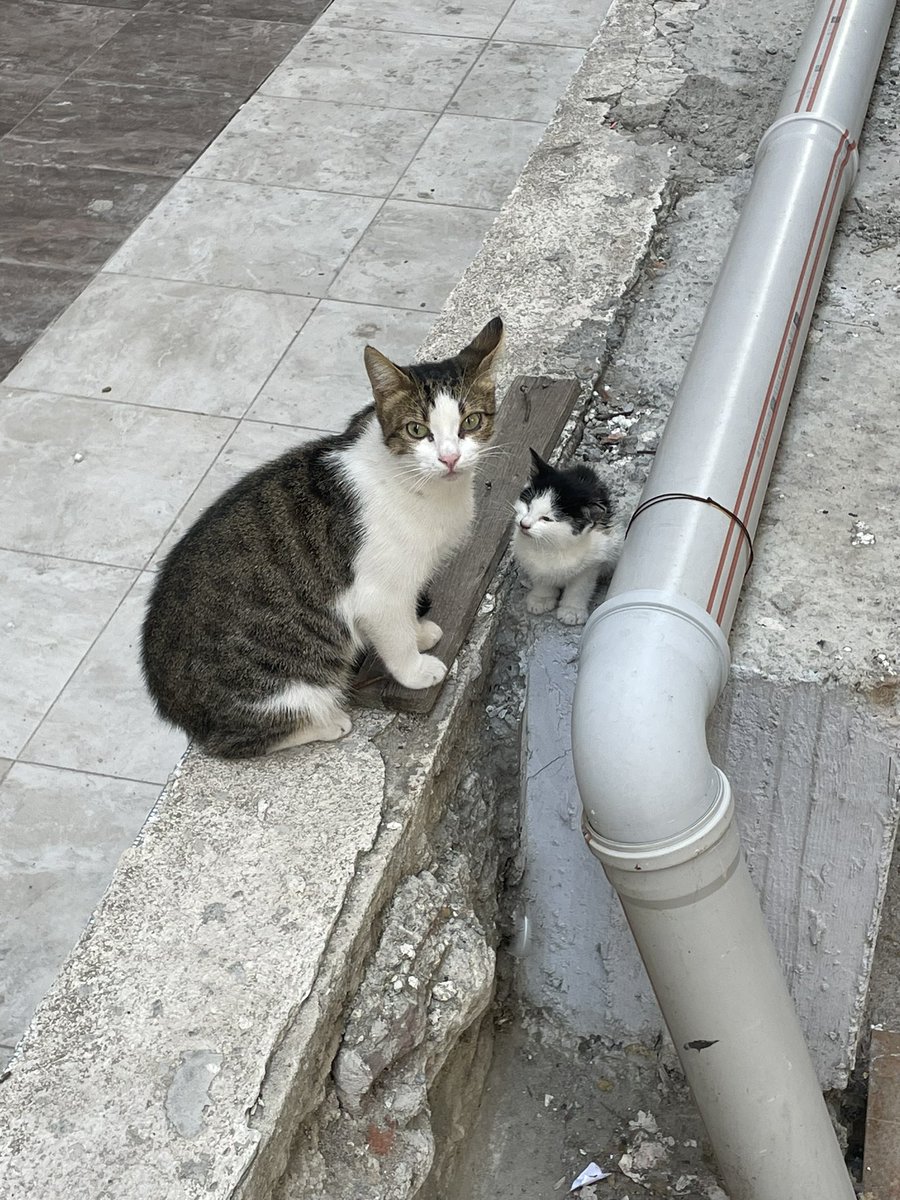 Dışarıda her gördüğüm tatlı kedileri (hepsini) çekmezsem ölücekmişim gibi
