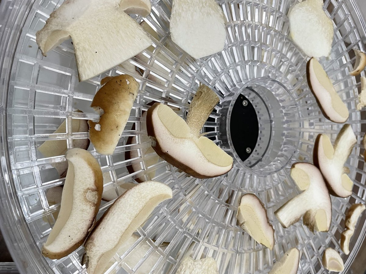 It appears to be quite the season for porcini mushrooms!