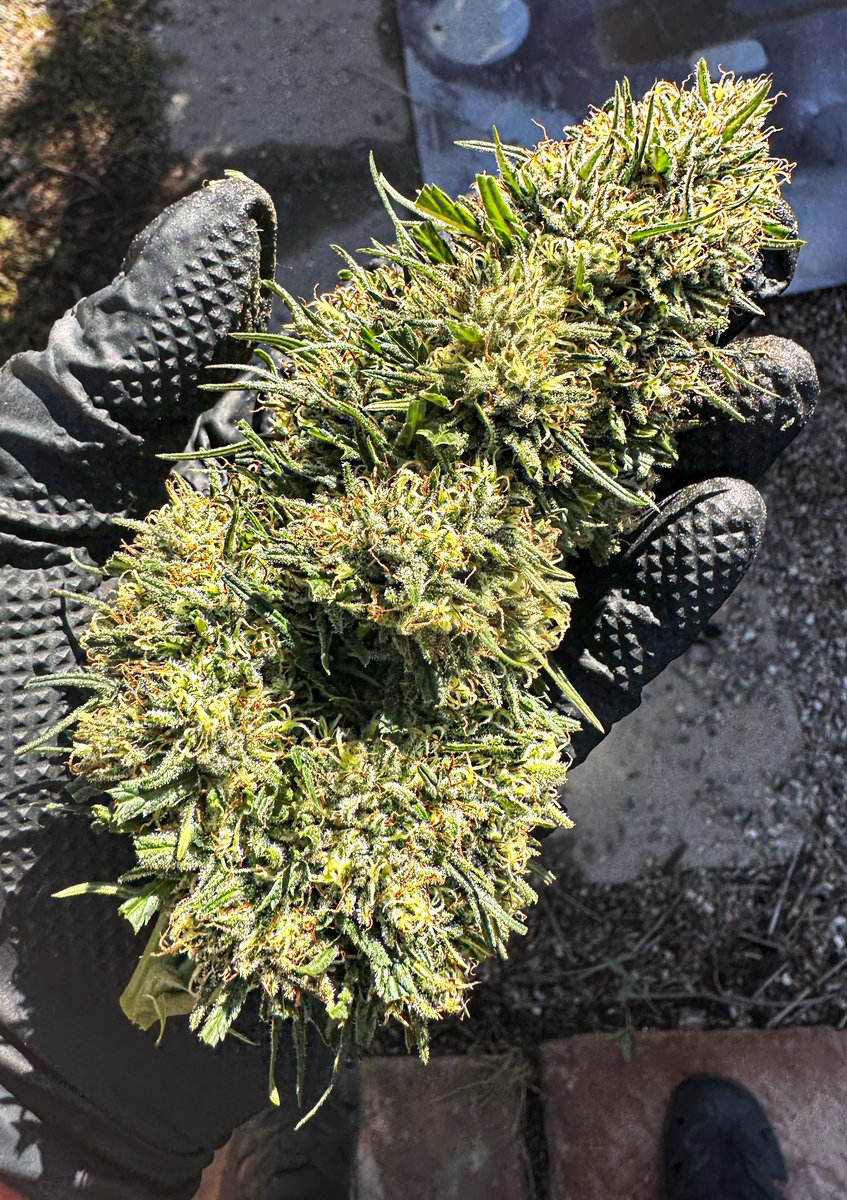 Azul_320's tweet image. Doing a little harvesting this morning 💚