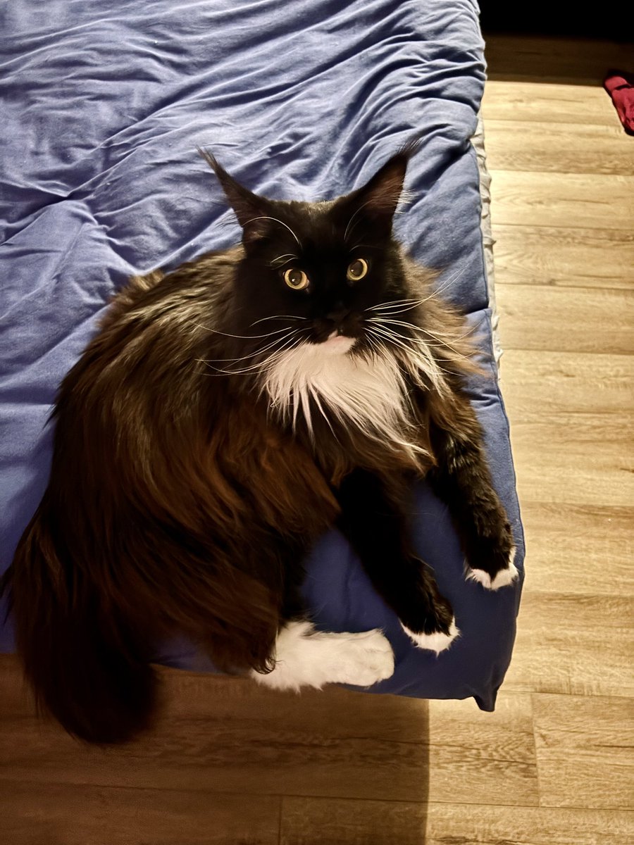 Жульеновна опять сиротинится. На сааамый краешек кровати легла. Как будто места больше нет.