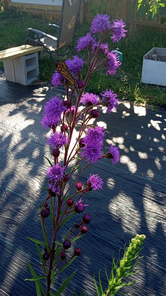 borncamp's tweet photo. Meadow Blazing Star https://t.co/EeUslXELif