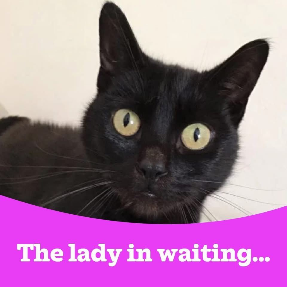 Since our original rehoming appeals for Pepper, on 02/09 &amp; 06/09, sadly we’ve still had no applications to rehome this beautiful lady, aged 6. 

Pepper is a little sweetheart, friendly, mischievous &amp; definitely cheeky little lady.

Interested? 
adoption@angliacoastal.cats.org.uk