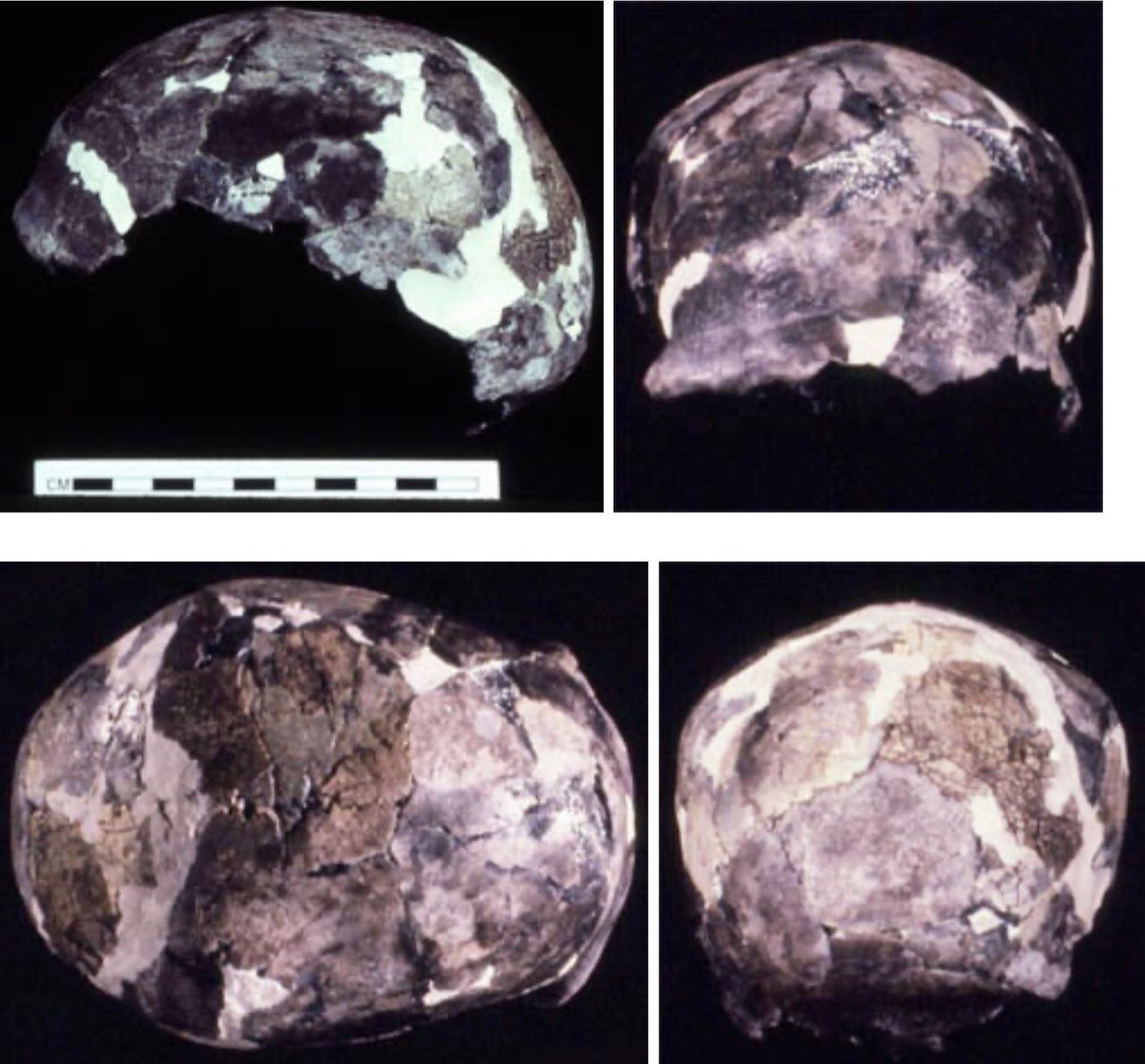 The world’s oldest-known cremation was WLH 1 (aka Mungo Lady) who died around 40,000 years ago

The charred fragments of her skull were painstakingly reconstructed, but have now been buried (like all fossils from Willandra Lakes, Australia)