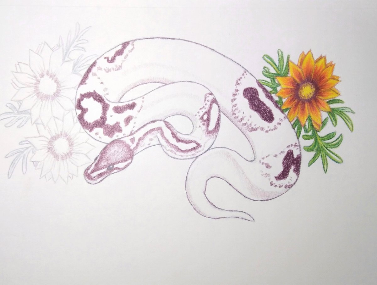 AngeladerisoA's tweet image. More work done on the flowers. My electric pencil sharpener broke, so I've been using a hand sharpener. Might just stick with that for now. #ballpythonkeeper #ballpythonlove #ballpythonmorphs #coloredpencilartist #coloredpencildrawing #coloredpencilart