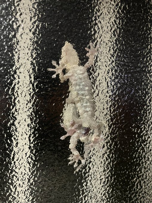 ヤモリちゃんがSEXしてました 