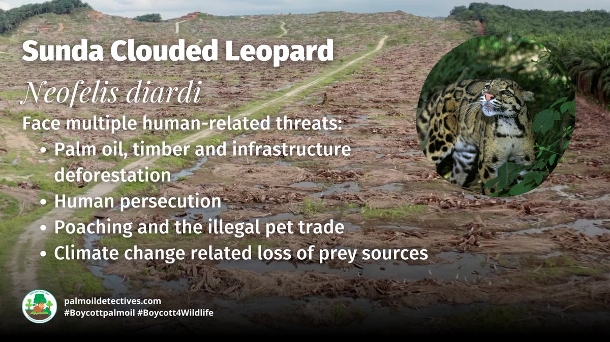 Sleek and elegant wild #Cats 🐱🐆 of #Indonesia 🇮🇩 and #Malaysia 🇲🇾 Sunda Clouded #Leopards are #vulnerable due to #PalmOil #Deforestation and #poaching Help them when you 🌴🩸🔥⛔️ #Boycottpalmoil #Boycott4Wildlife @palmoildetect wp.me/pcFhgU-anN