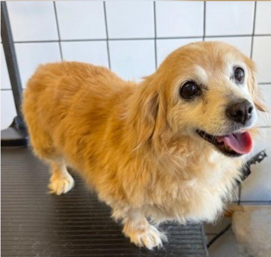 💔🆘💔 ETHEL is a 10 yo, 17 lb Cocker Spaniel who has received no interest so far at Downey #California ACC. Please go visit her if you can add a Little to your home🙏 #A5723786 info⬇ 
11258 S Garfield Ave