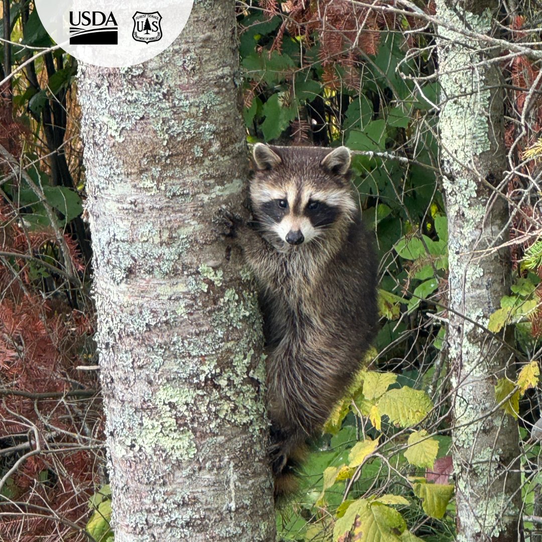 Leaf peeping season has begun on the Chippewa National Forest! Download a FREE Forest Service digital map to find a trail near you. fs.usda.gov/r09/chippewa/m…
📷: I see you!  USDA Forest Service photo by Benjamin Hodgson
#fallcolor