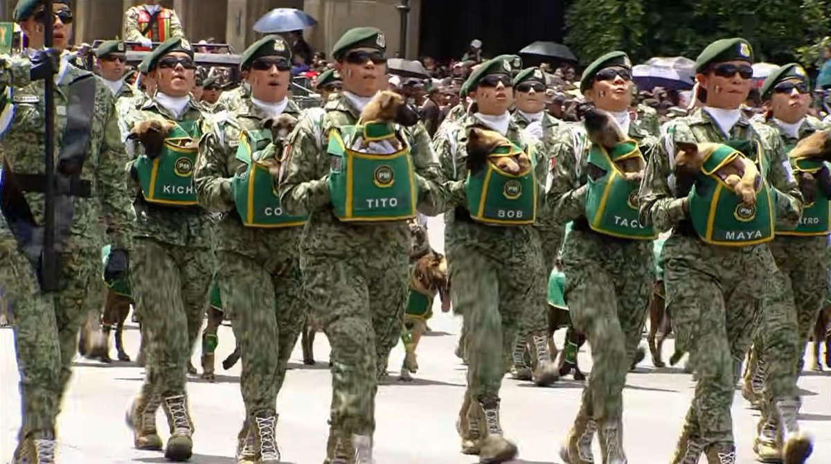 🐾✨ Lo más esperado en el Desfile Militar: el paso de los perritos rescatistas 🐕. El perro Arkadas encabezó la participación de los binomios caninos, rindiendo homenaje a Proteo, el perrito que falleció durante una labor de rescate. ¡De cachorros a héroes! 184 perros desfilando
