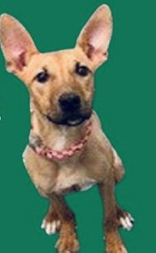 🌻 Sunflower…another puppy with that far away look in her eyes 😭😭😭😭

She’s 1️⃣0️⃣ months old peeps 😖