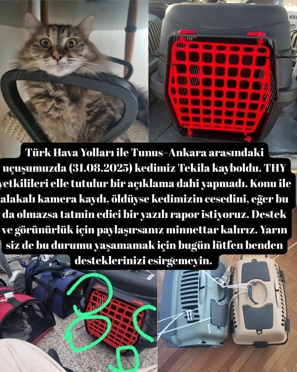 kedilervediğerşeyler (@lalefigen1) on Twitter photo Tunus Ankara uçağının kargo jolimunden kaybolan Tekila aranıyor. <a href="/thydestekhizm/">THY Destek Hizmetleri A.Ş.</a> TEKILA nerede ‼️‼️‼️‼️ Tunus Ankara uçağının kargo jolimunden kaybolan Tekila aranıyor. <a href="/thydestekhizm/">THY Destek Hizmetleri A.Ş.</a> TEKILA nerede ‼️‼️‼️‼️