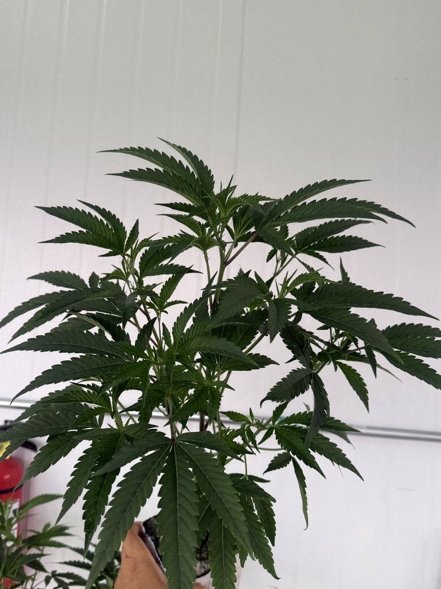 clone2u's tweet photo. Teen Plants ready to flower in your #grow hmu if need #clones too from our #nurseries https://t.co/iDd4rQuxDu