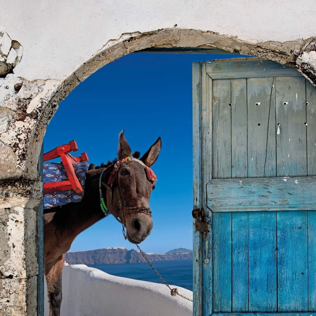 JadeJohnso71175's tweet image. Santorini
