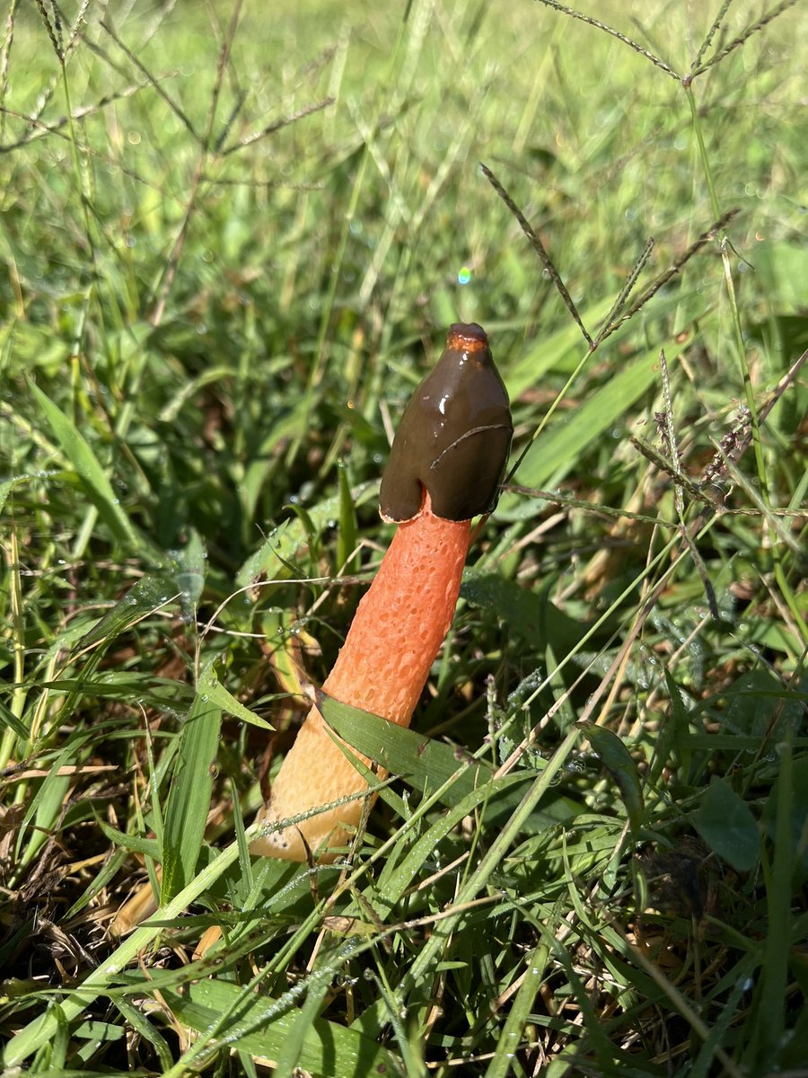 Poo shroom!