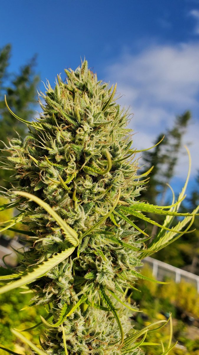 Almost as tall as the trees. Well from this angle maybe. <a href="/WeatherdIslands/">Weathered Islands Craft Cannabis</a> craft cannabis. 🌞😍