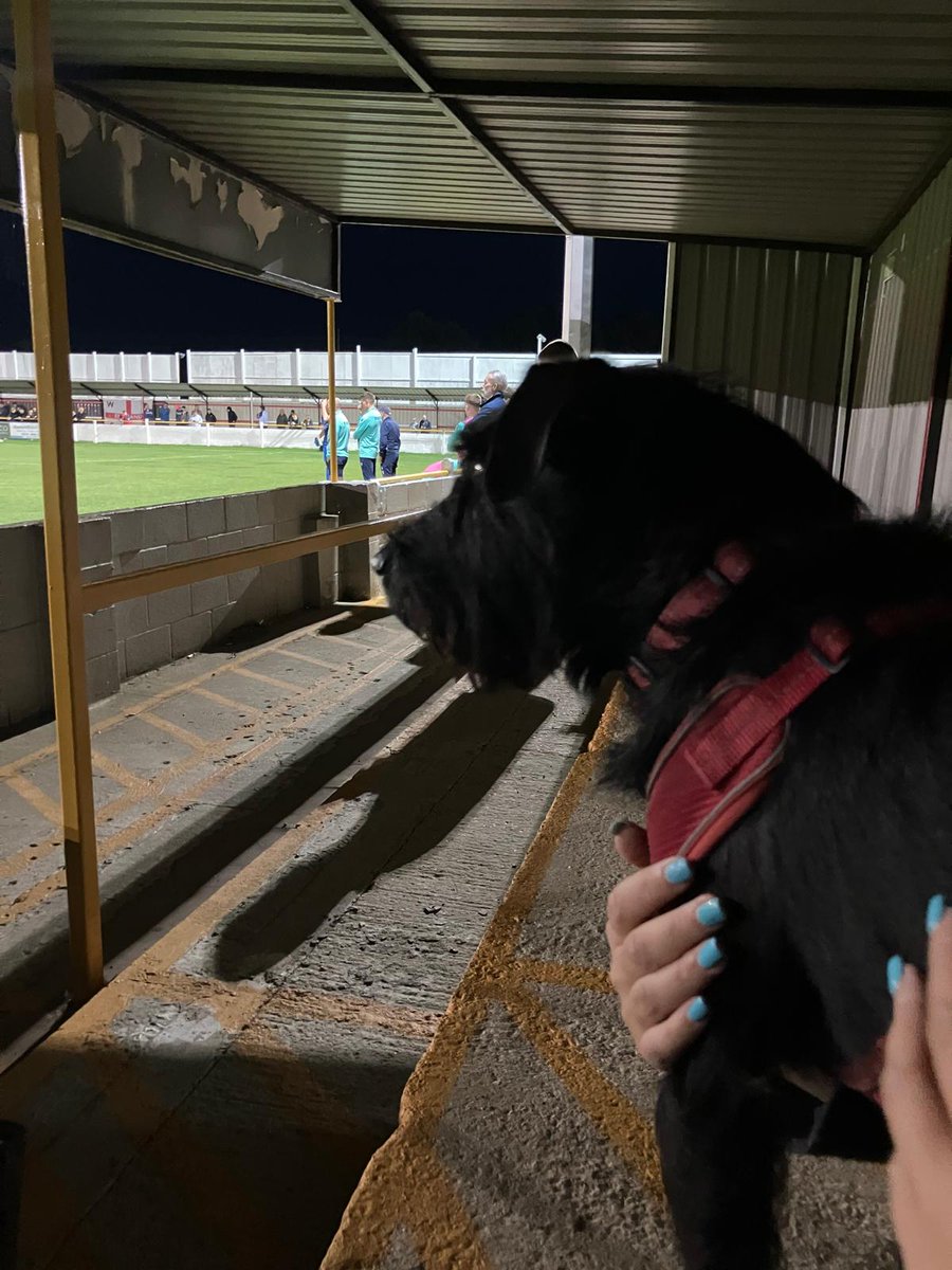Cricketer_Ash's tweet photo. Enjoying @Withamtownfc in the @EmiratesFACup is Ted! 

@nonleaguedogs 

#NonLeague https://t.co/TsIJJ6aq8h