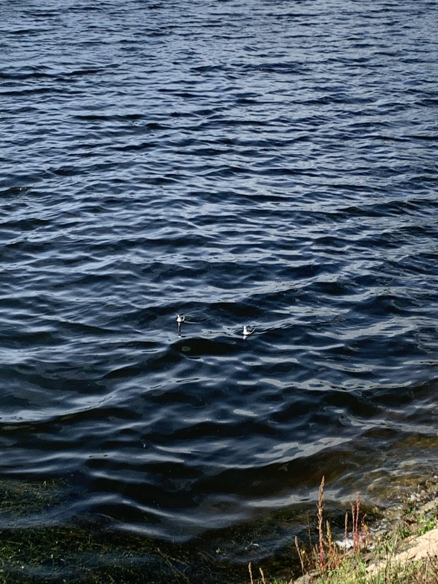 Nice to see the grey and red necked necked phalaropes today at Llanishen reservoir. 🐦